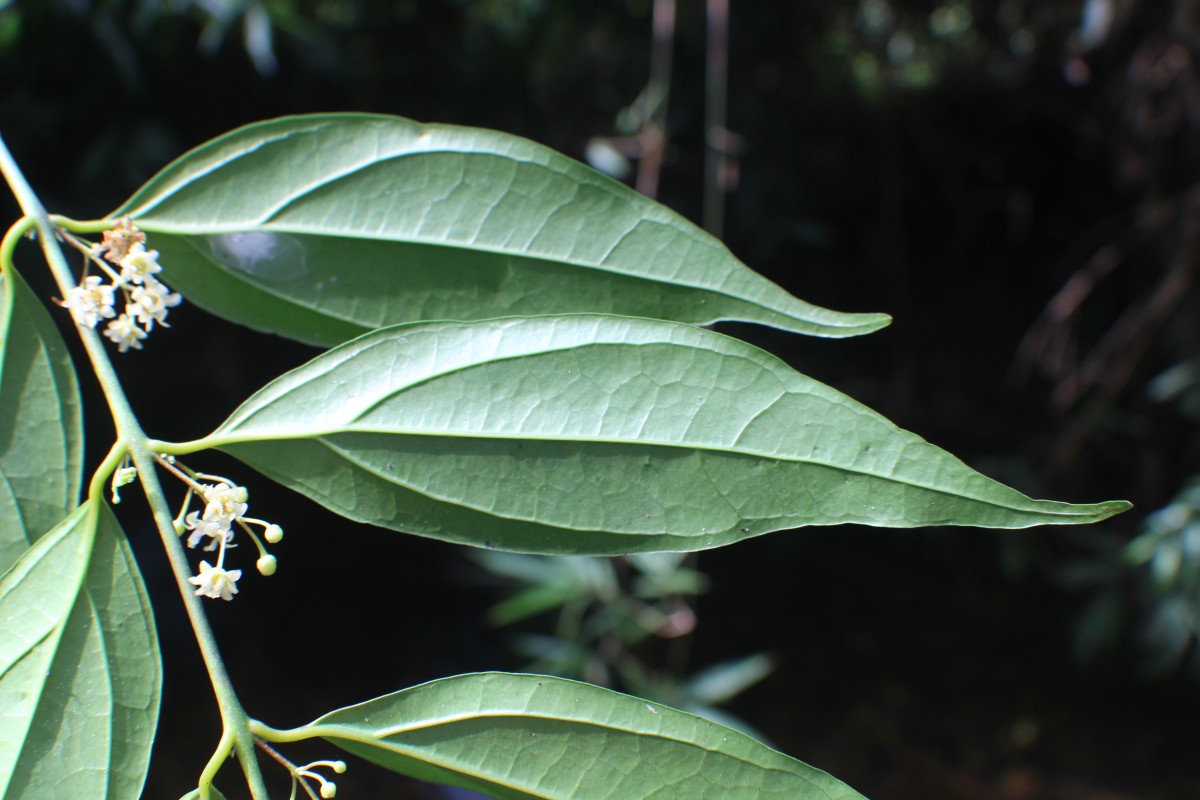 Hortonia angustifolia (Thwaites) Trimen